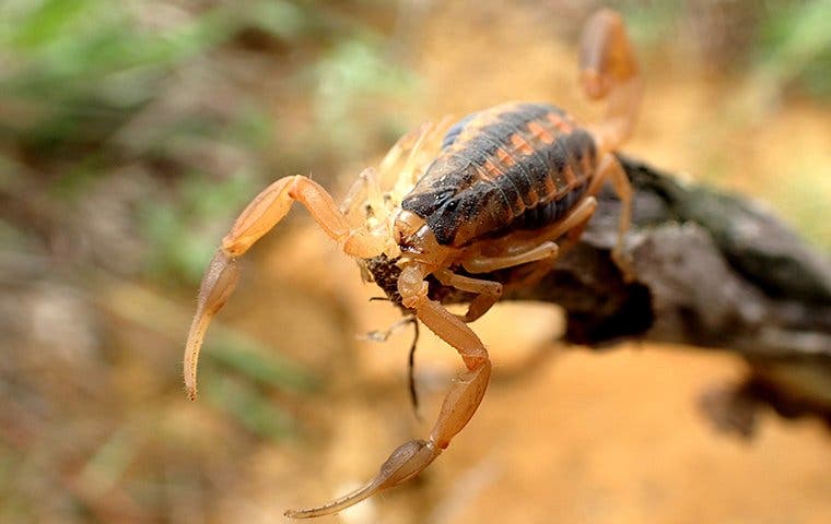 The Best Way To Get Rid Of Scorpions Around Your Las Vegas House Kiwi Pest Control 