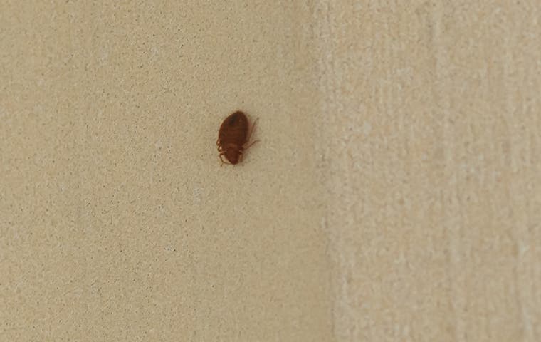 The Trick To Getting Rid Of Bed Bugs In Your Las Vegas Home | Kiwi Pest ...