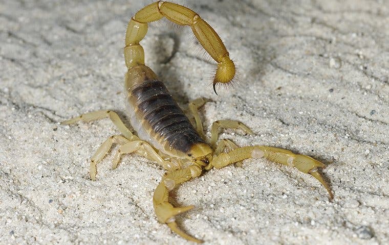 What Should I Do About Scorpions In My Las Vegas Garden? 