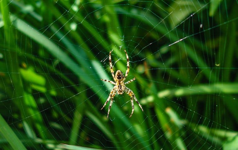 Why Spiders Invade Las Vegas Homes And How To Keep Them Out Kiwi Pest Control 3374