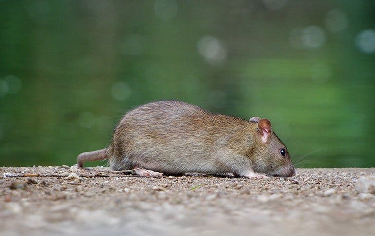 How To Get Rid Of Rats On Your Las Vegas Property For Good! | Kiwi Pest